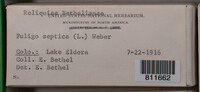 Fuligo septica image